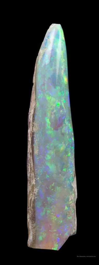 Opal Replacement Of Belemnite Fossil image