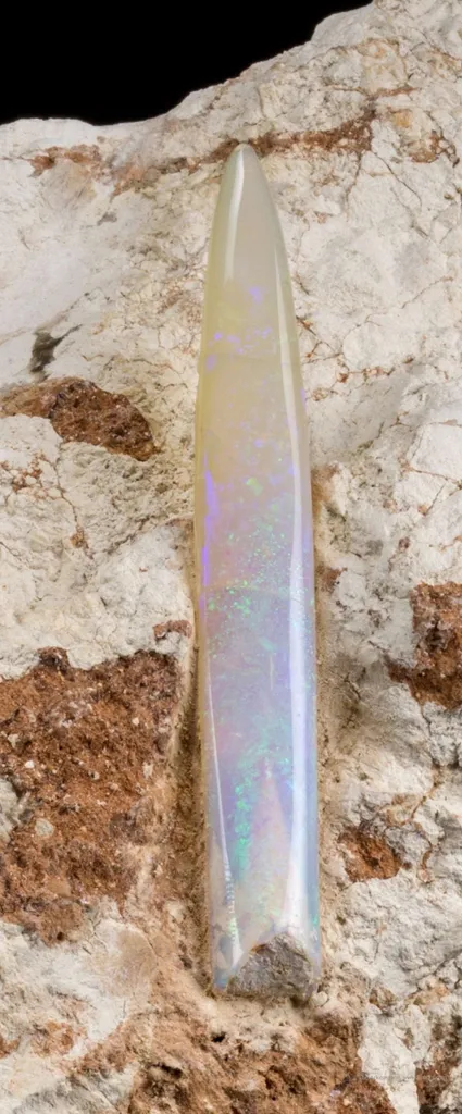 Opal Replacement Of Belemnite Fossil - image 6