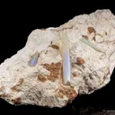 Opal Replacement Of Belemnite Fossil - image 5