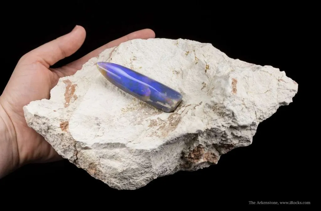 Opal Replacement Of Belemnite Fossil image