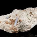 Opal Replacement Of Belemnite Fossil - image 2