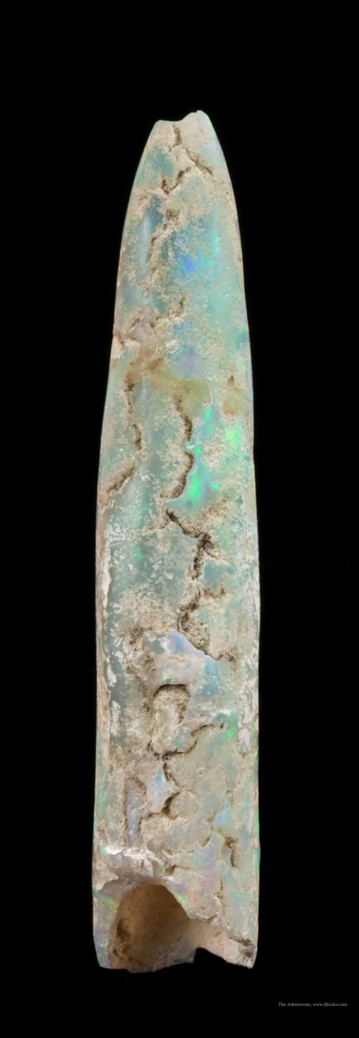 Opal Replacement Of Belemnite Fossil - image 4