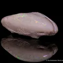 Opal replacement of bivalve Fossil - image 4