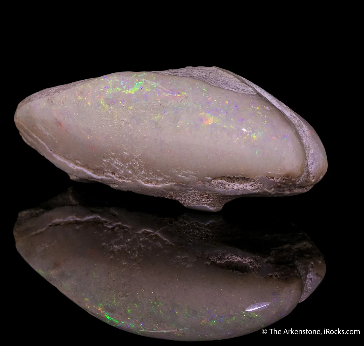 Opal replacement of bivalve Fossil - image 4