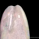 Opal replacement of bivalve Fossil - image 3
