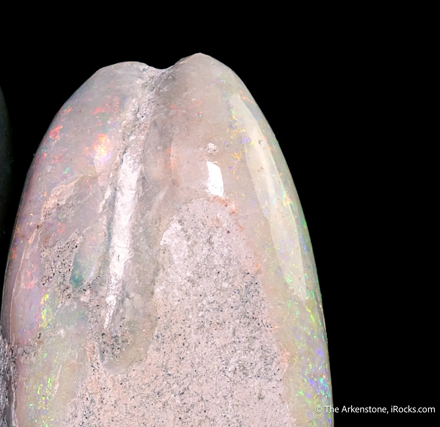 Opal replacement of bivalve Fossil - image 3