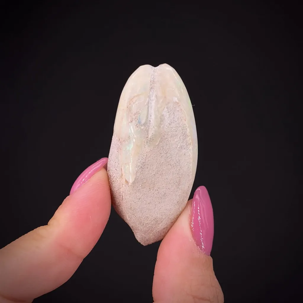 Opal replacement of bivalve Fossil image