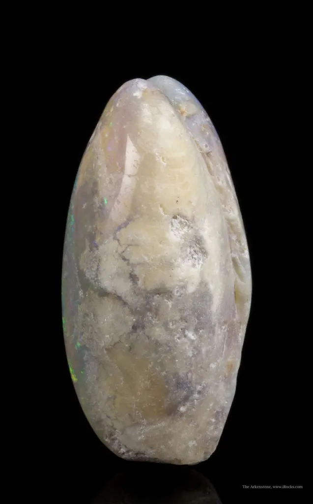 Opal Replacement Of Clam Fossil - image 3
