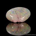 Opal replacement of Clam Fossil - image 1