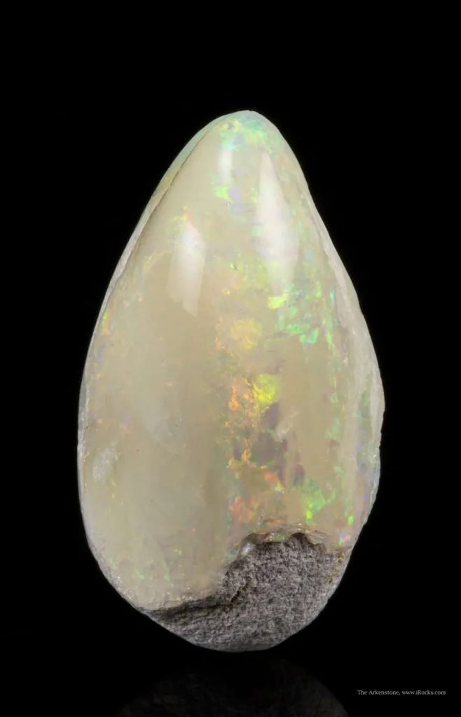 Opal Replacement Of Clam Fossil - image 4