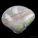 Opal Replacement Of Clam Fossil - image 3