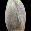 Opal Replacement Of Clam Fossil - image 3
