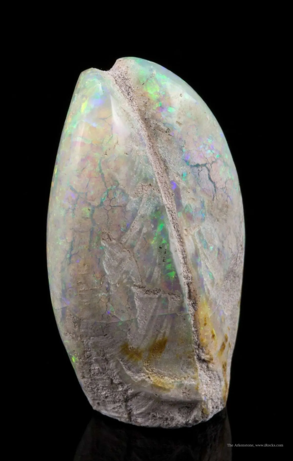 Opal Replacement Of Clam Fossil - image 3