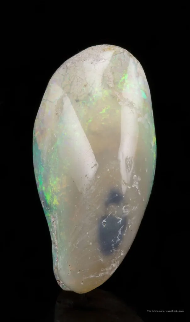 Opal Replacement Of Clam Fossil - image 4