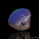 Opal replacement of Clam Fossil - image 4