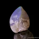 Opal replacement of Clam Fossil - image 6