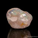 Opal replacement of Clam Fossil - image 4