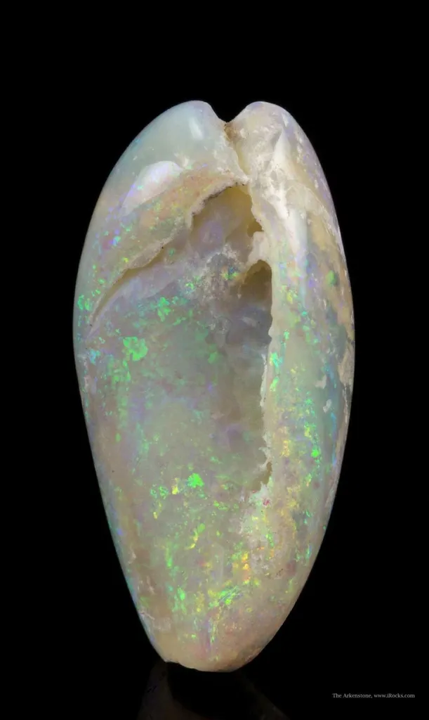 Opal Replacement Of Clam Fossil - image 2