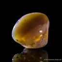 Opal replacement of Clam Fossil - image 5