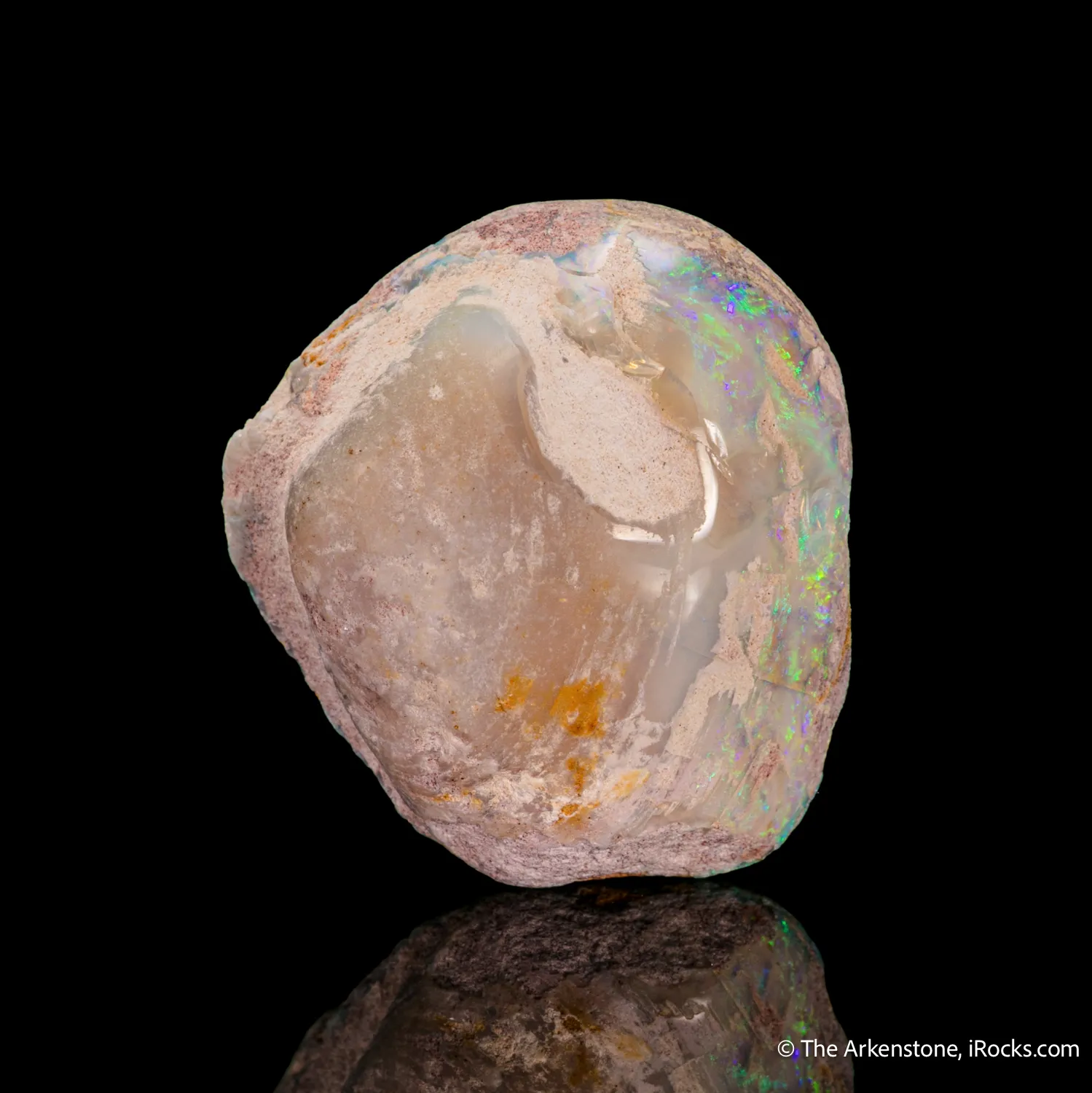 Opal replacement of Clam Fossil - image 3