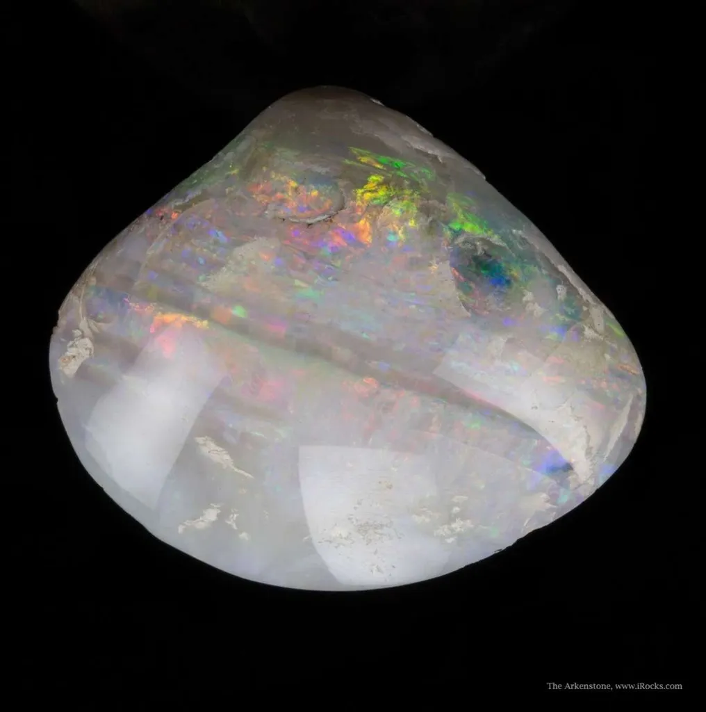 Opal Replacement Of Clam Fossil image