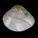 Opal Replacement Of Clam Fossil - image 1