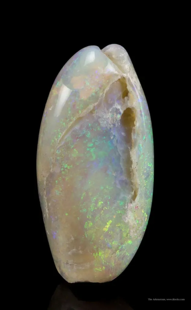 Opal Replacement Of Clam Fossil image