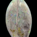 Opal Replacement Of Clam Fossil - image 4