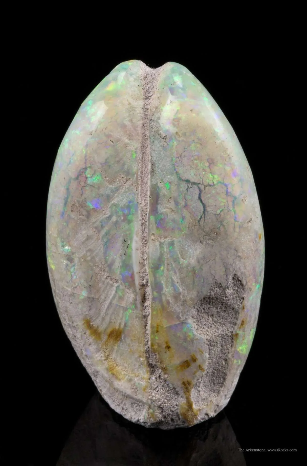 Opal Replacement Of Clam Fossil - image 4
