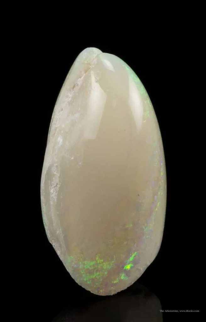 Opal Replacement Of Clam Fossil - image 3