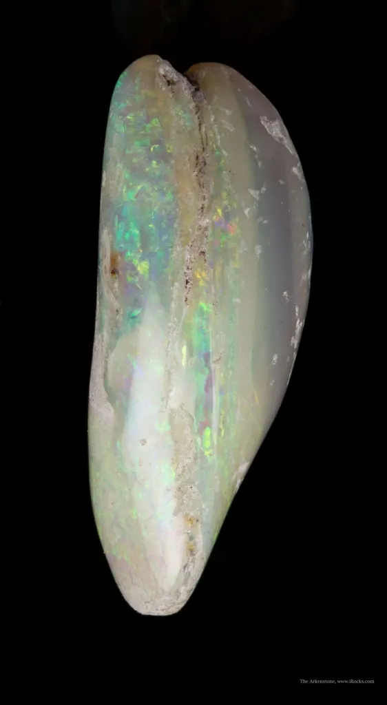 Opal Replacement Of Clam Fossil image