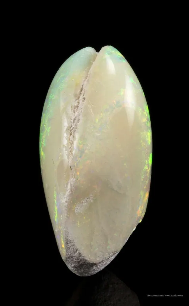 Opal Replacement Of Clam Fossil image