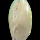 Opal Replacement Of Clam Fossil - image 1