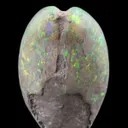 Opal Replacement Of Clam Fossil - image 1