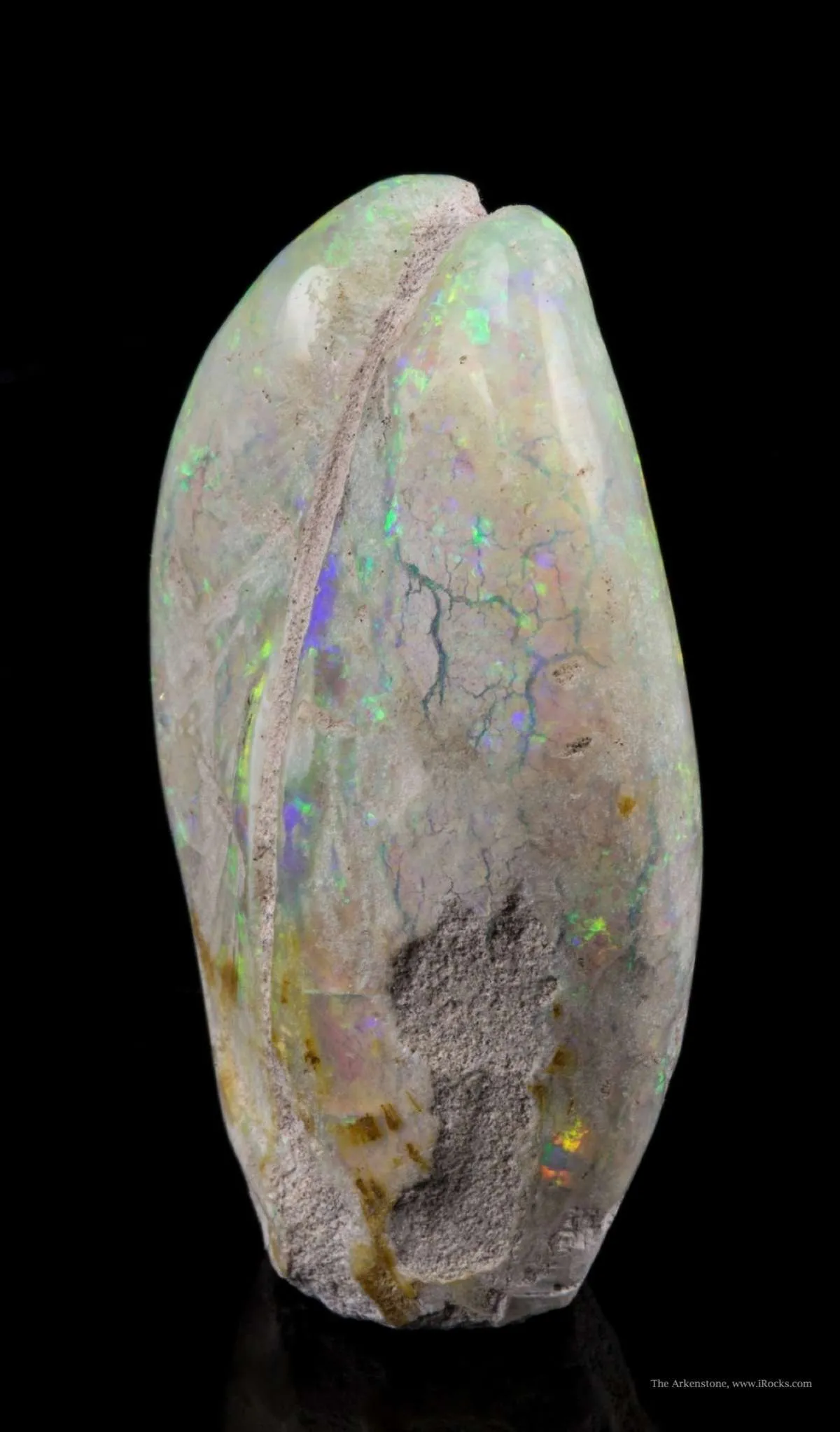Opal Replacement Of Clam Fossil - image 2