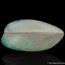 Opal replacing Bivalve - image 1