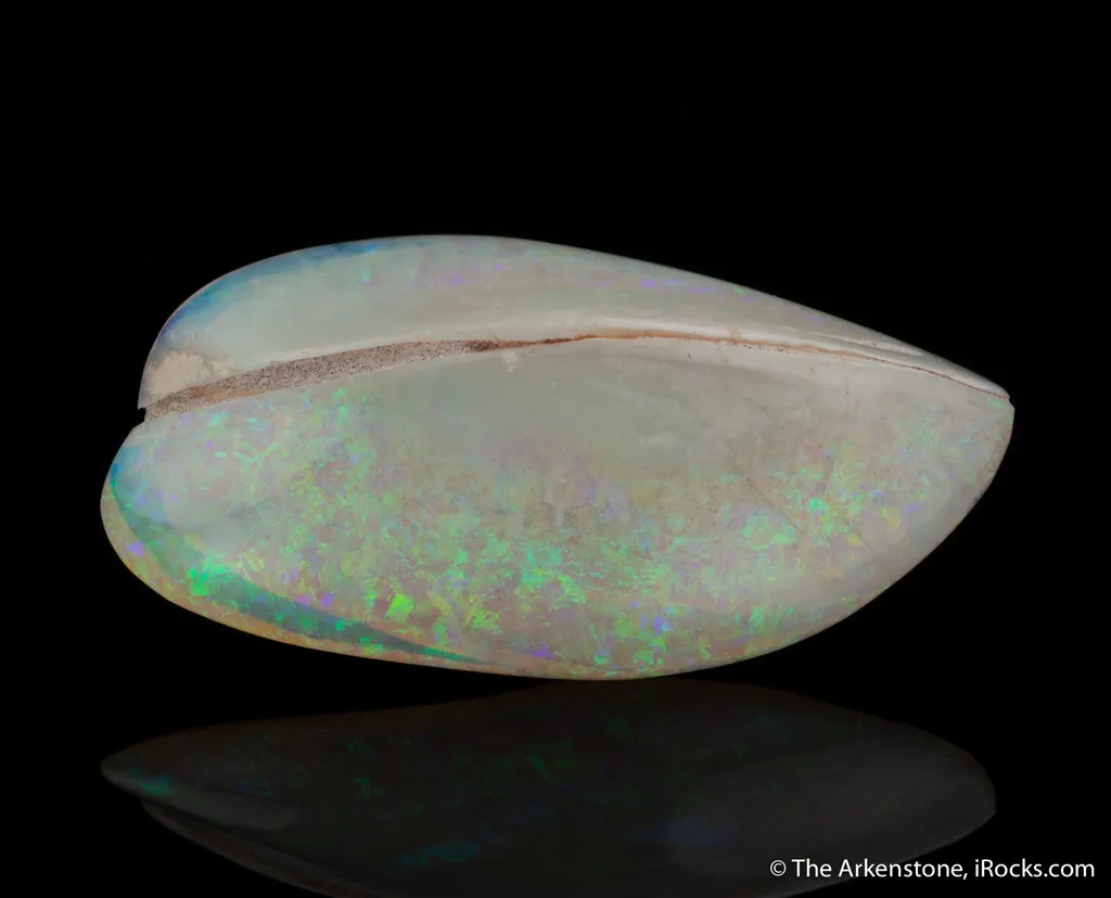 Opal replacing Bivalve - image 2