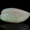Opal replacing Bivalve - image 2