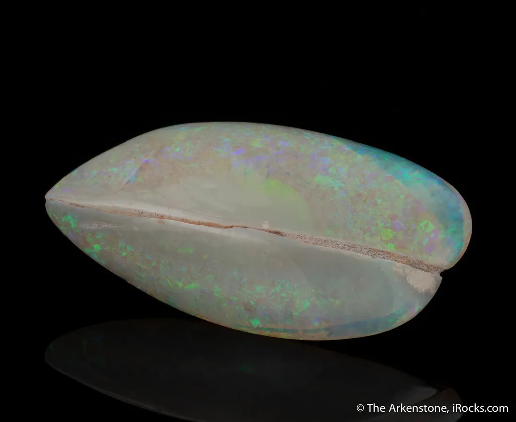 Opal replacing Bivalve - image 3