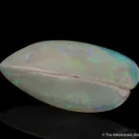 Opal replacing Bivalve - image 3