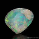 Opal replacing Mollusk fossil - image 3