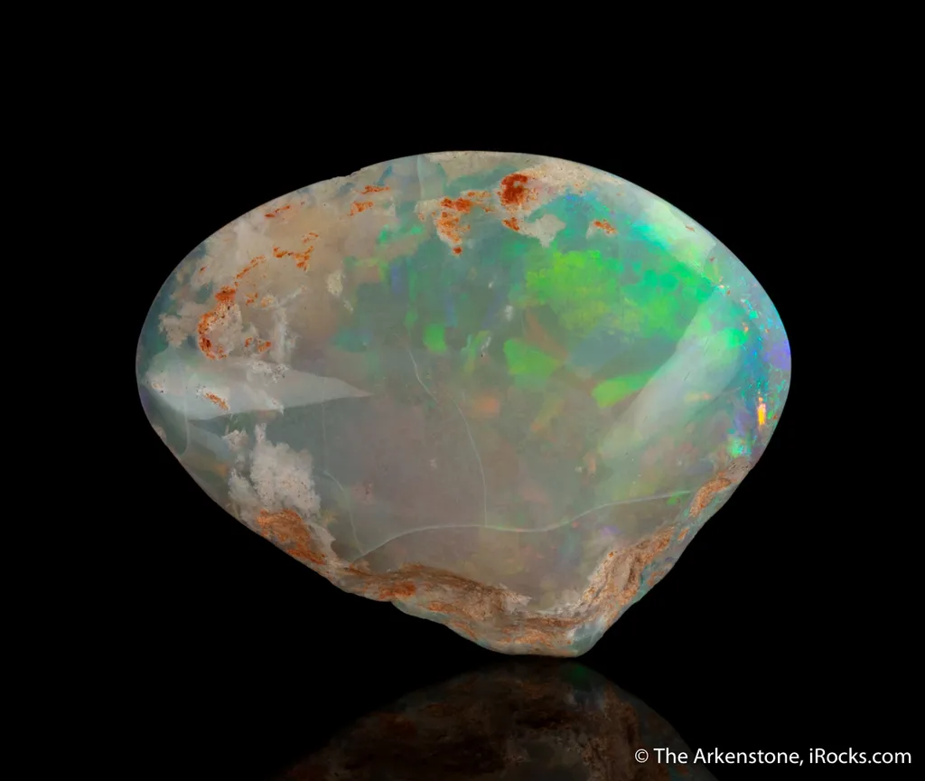Opal replacing Mollusk fossil image
