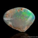Opal replacing Mollusk fossil - image 1