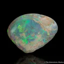Opal replacing Mollusk fossil - image 2
