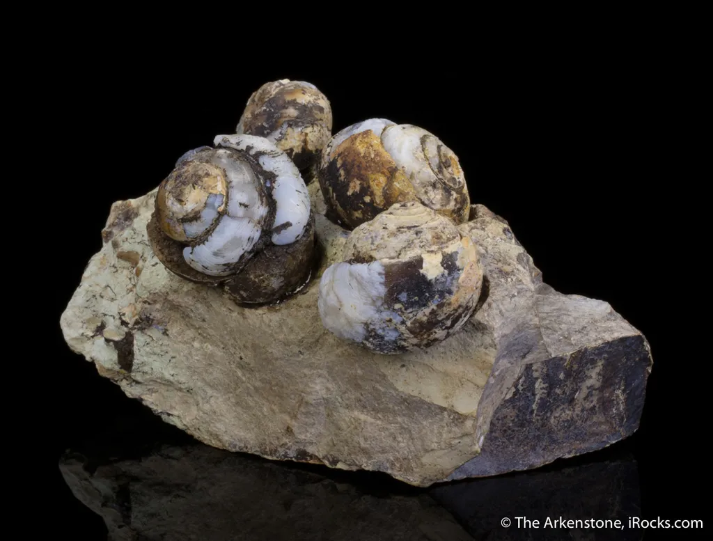 Opal replacing snail fossils ( - image 4
