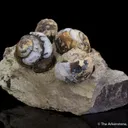 Opal replacing snail fossils ( - image 4