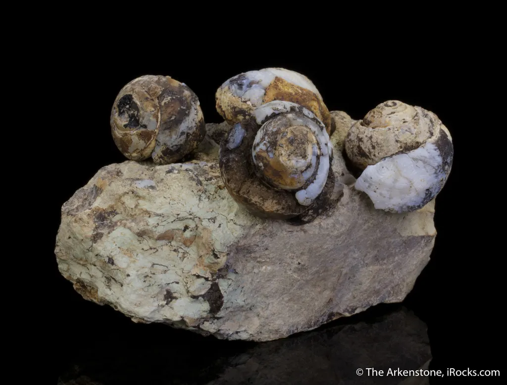 Opal replacing snail fossils ( - image 6