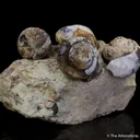 Opal replacing snail fossils ( - image 6