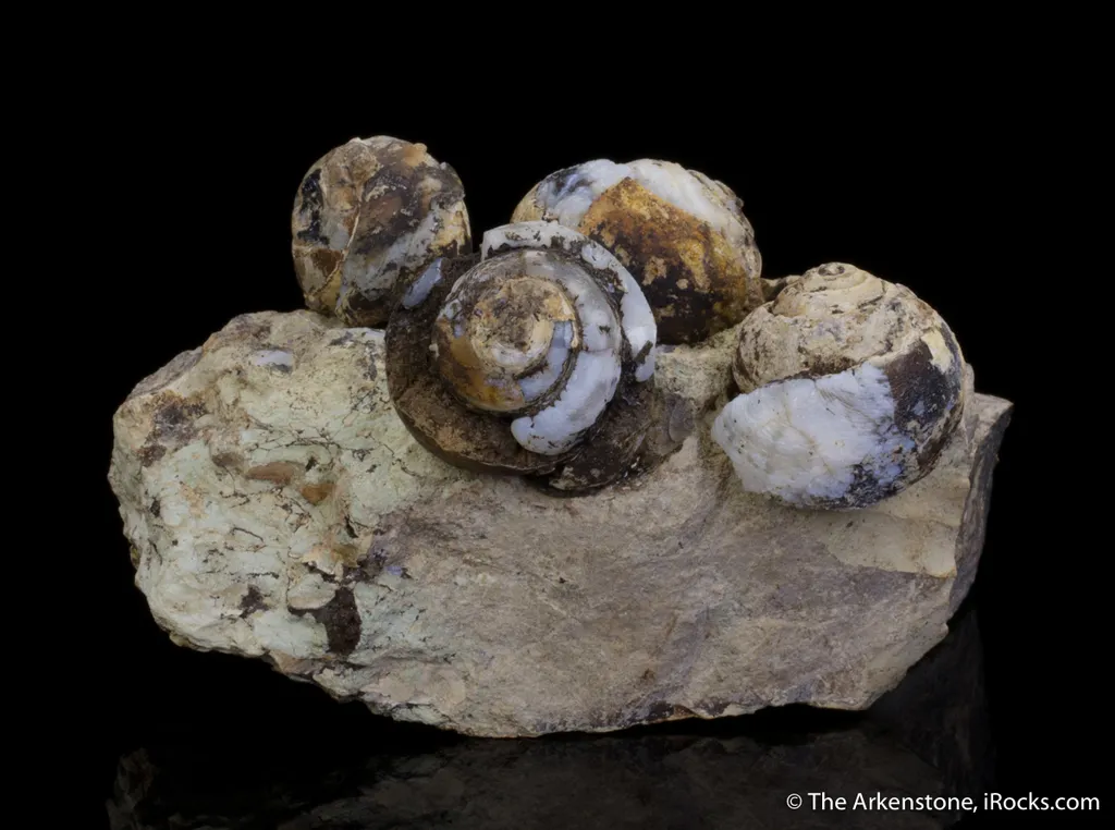 Opal replacing snail fossils ( - image 5