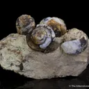 Opal replacing snail fossils ( - image 5